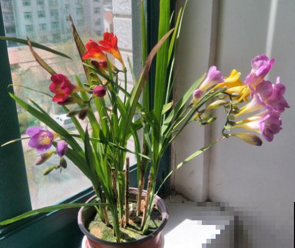 你的生日，对应的是哪种花，都进来看看吧！（上）