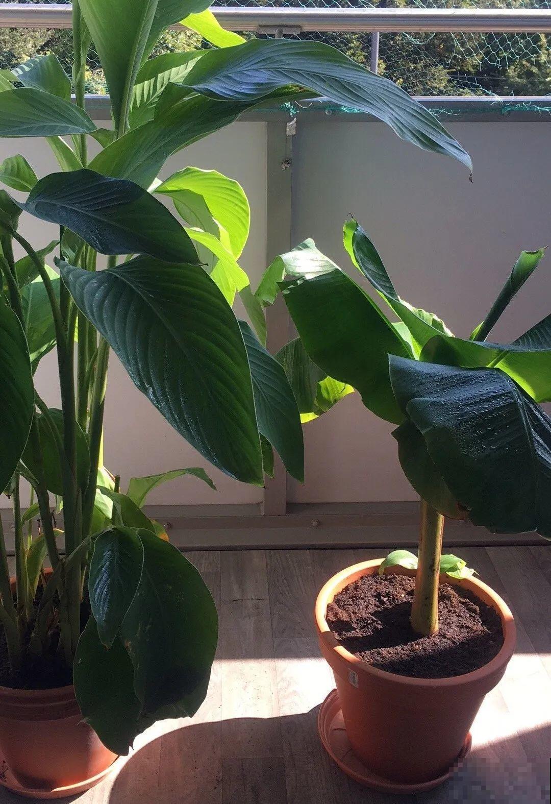 有品位的人，都爱这10种花，养一盆特有面子！