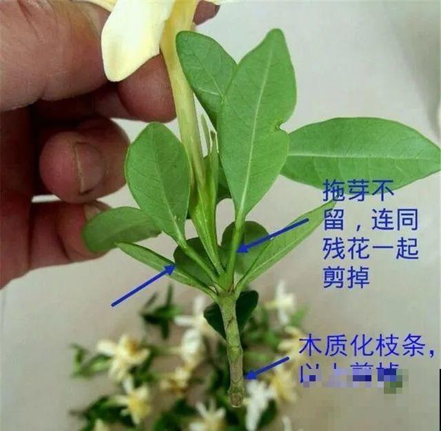 花的这个位置，千万别修剪，否则白养大半年！