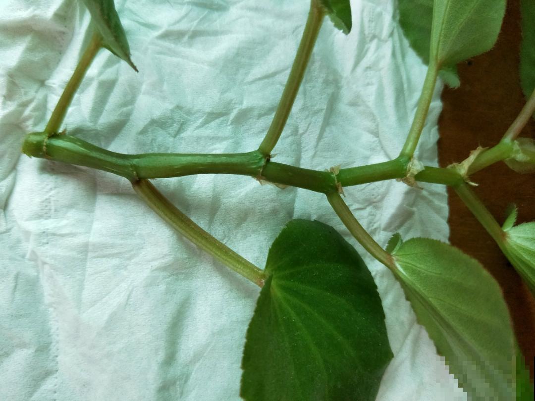 天热了，8种花不能乱浇水，小心浇完就死！