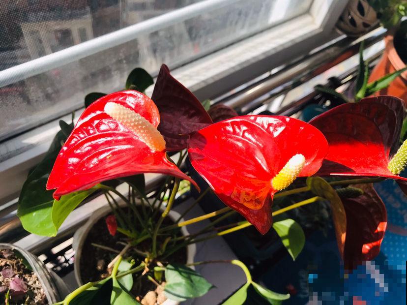 4种转运花，家里养一盆，一年到头招好运