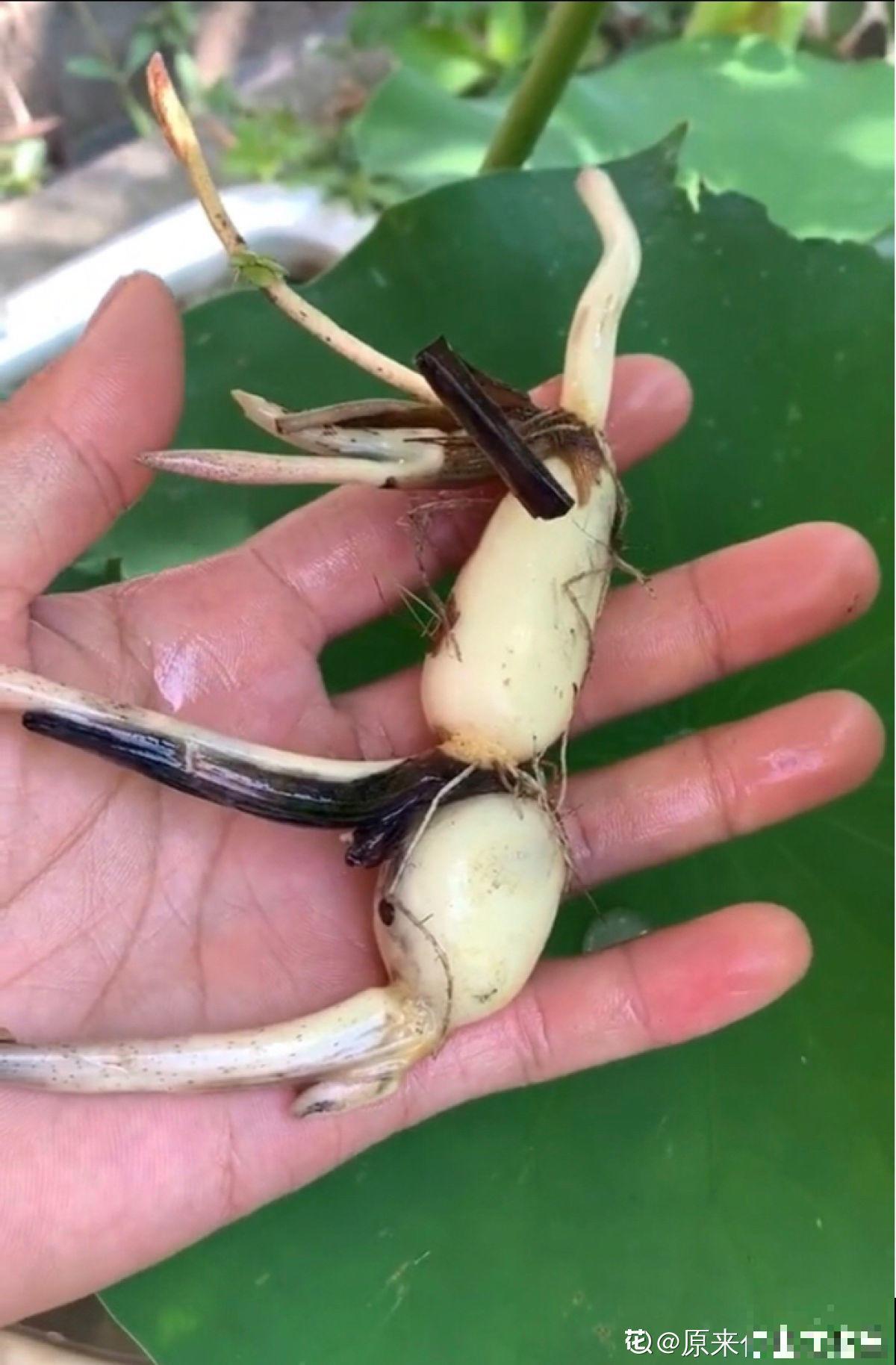 立夏后种一缸碗莲，清凉舒爽，惊艳整个夏天！
