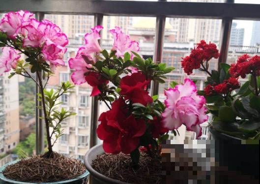 阳台养杜鹃，记住“3不要”，盆盆都能开爆花！