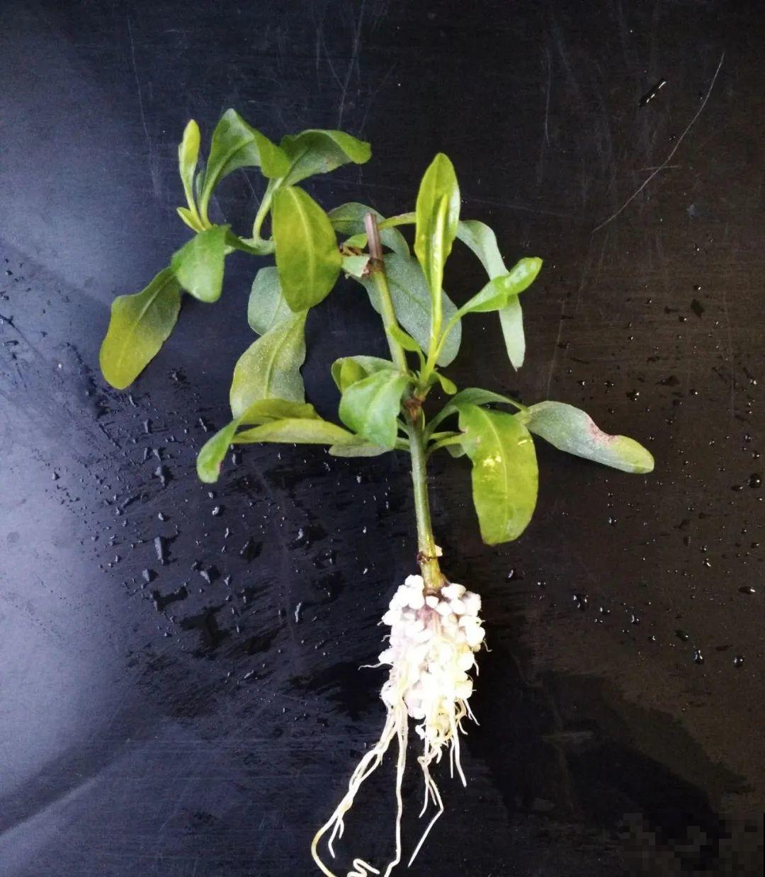 这10种花，天越热越扦插，3天冒出大白根！