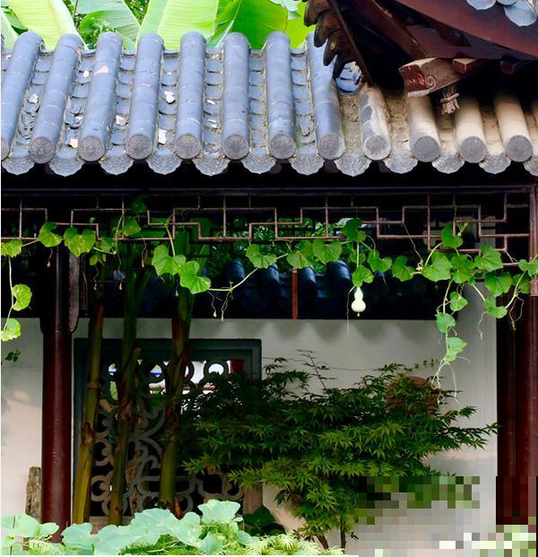 她家院子美得像仙境，海棠梅花开满树，满地都落花瓣雨！