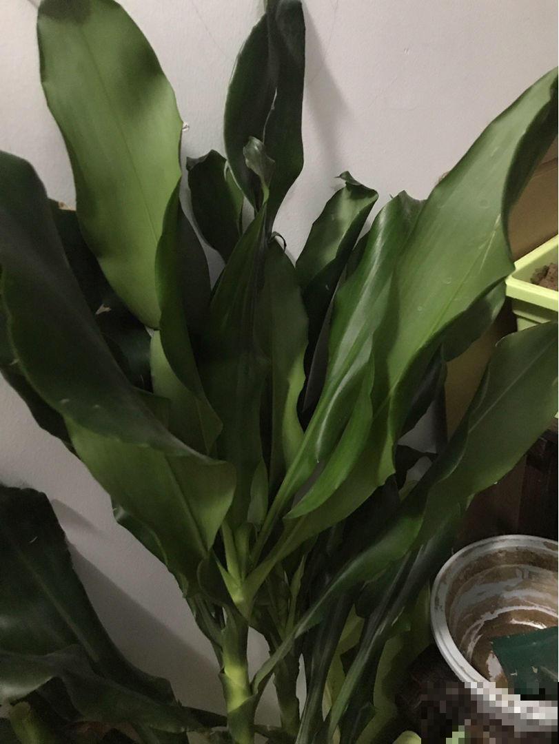 生玉米也可以种土里？几天长出一大盆，模样不输富贵竹！