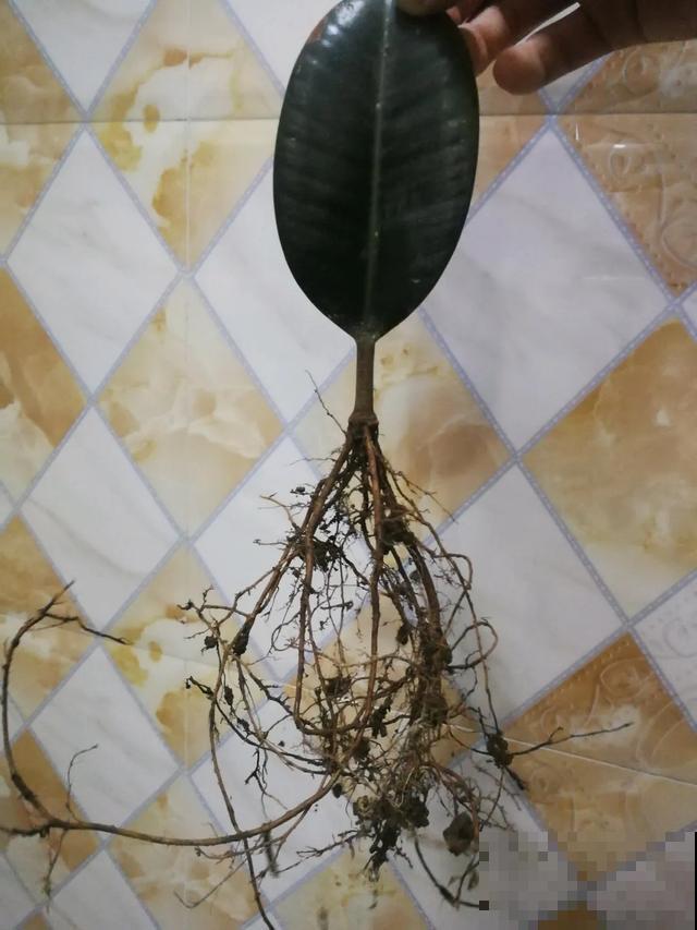 3种树，每月砍1刀，呼呼疯狂冒新芽！