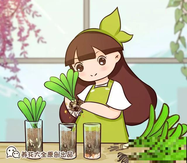 花烂根了别丢，塑料袋里捂一捂，大白根立马蹭蹭冒！