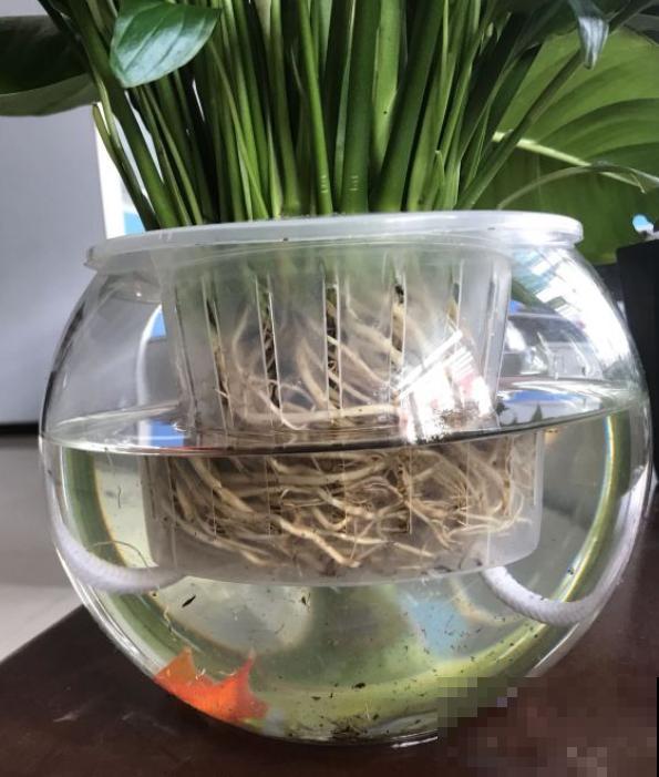 6种花，最适合水养，一开花就是好几个月！