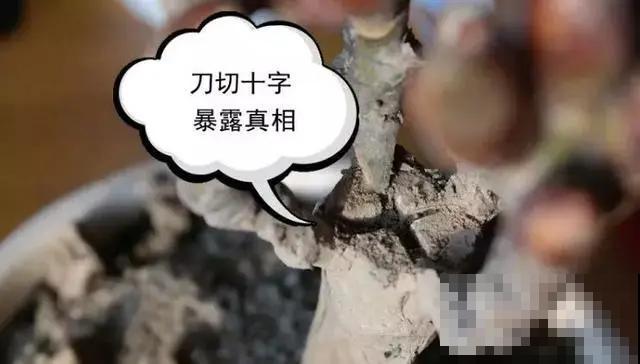 春天买花要注意，6种花千万别买，都是骗人的！