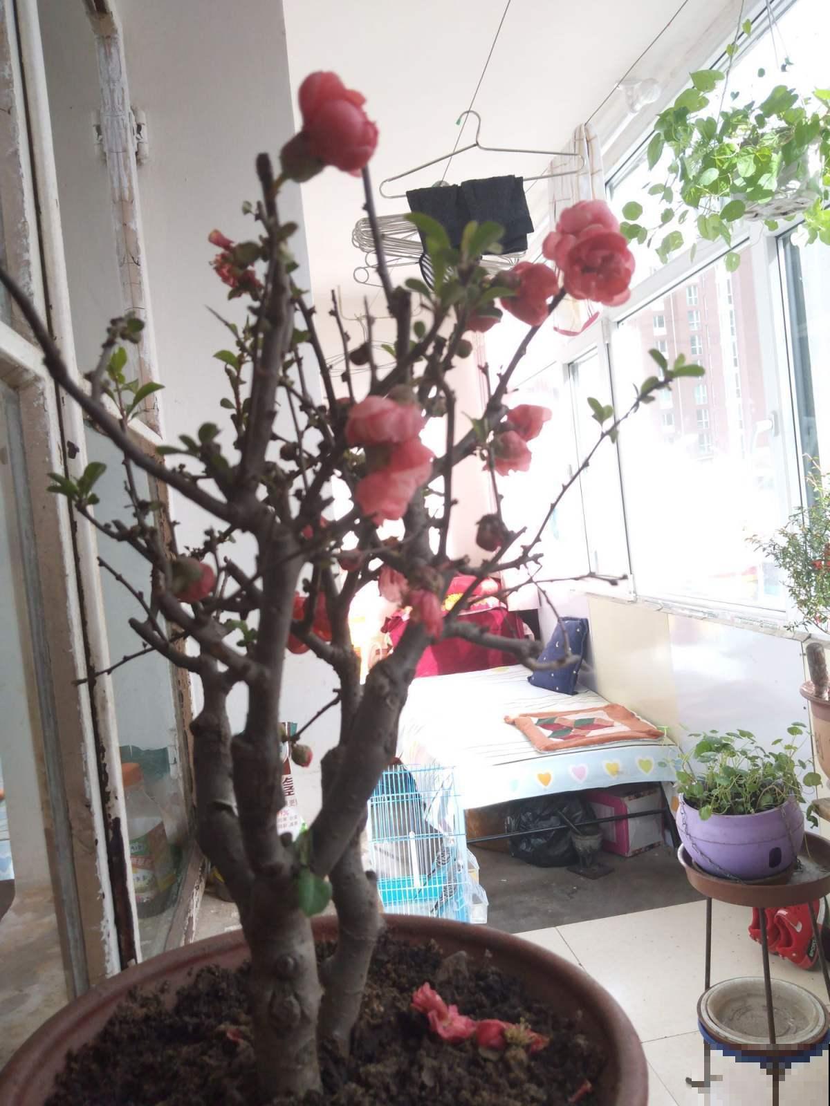木瓜开花原来这么好看，很多人专门栽种赏花，娇艳不输海棠！