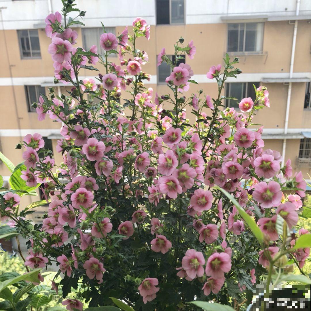 小木槿修剪小技巧，越剪花苞越多，爆盆不是梦！