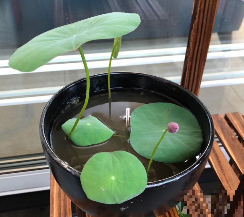 2种花浇不死，越浇水越疯长，一缺水就蔫！