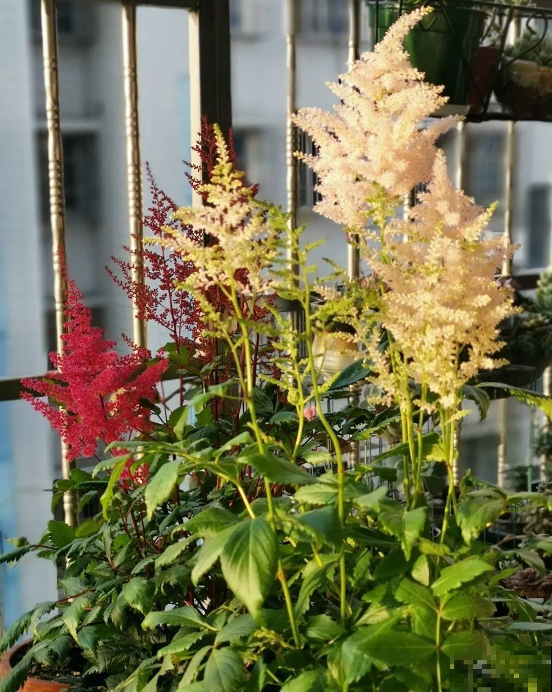 有品位的人，都爱这10种花，养一盆特有面子！