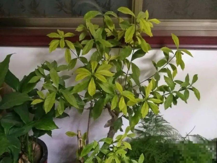 在家自制壮根水，7天浇一次，养出白胖萝卜根！