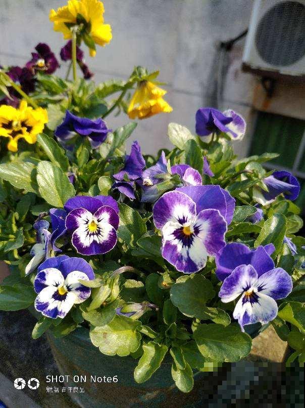 春天养这7种草花，开花像彩虹，养两盆就能把春天带回家
