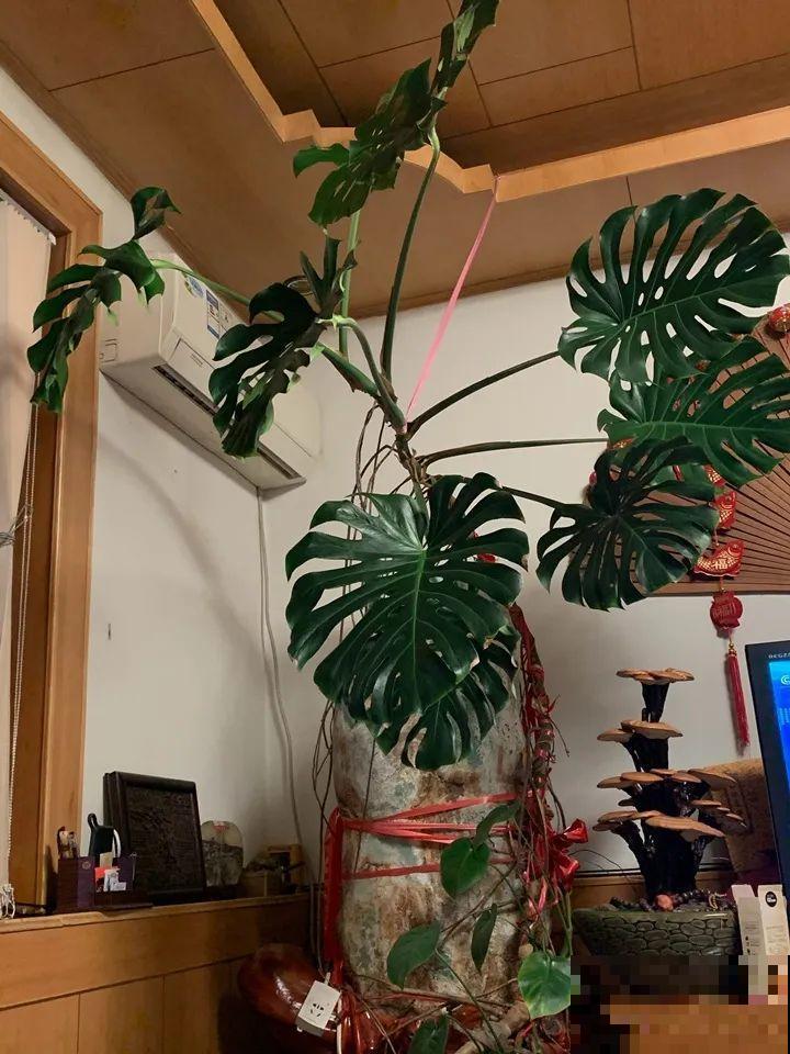 30年的芦荟，20年的龟背竹，硬生生把花养成了树！