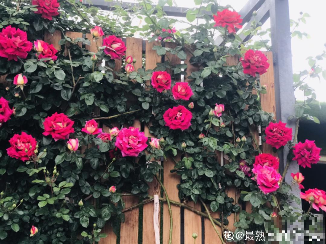 家里有这花，可以控制开花，想开几次都行！