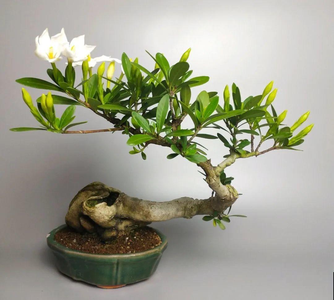 君子兰越小越值钱，养了4年，只有硬币大！
