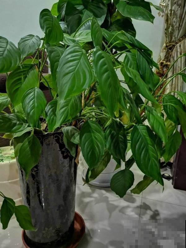 植物叶子亮到放光，全是1种小玩意的功劳，自己做的比买的好使！