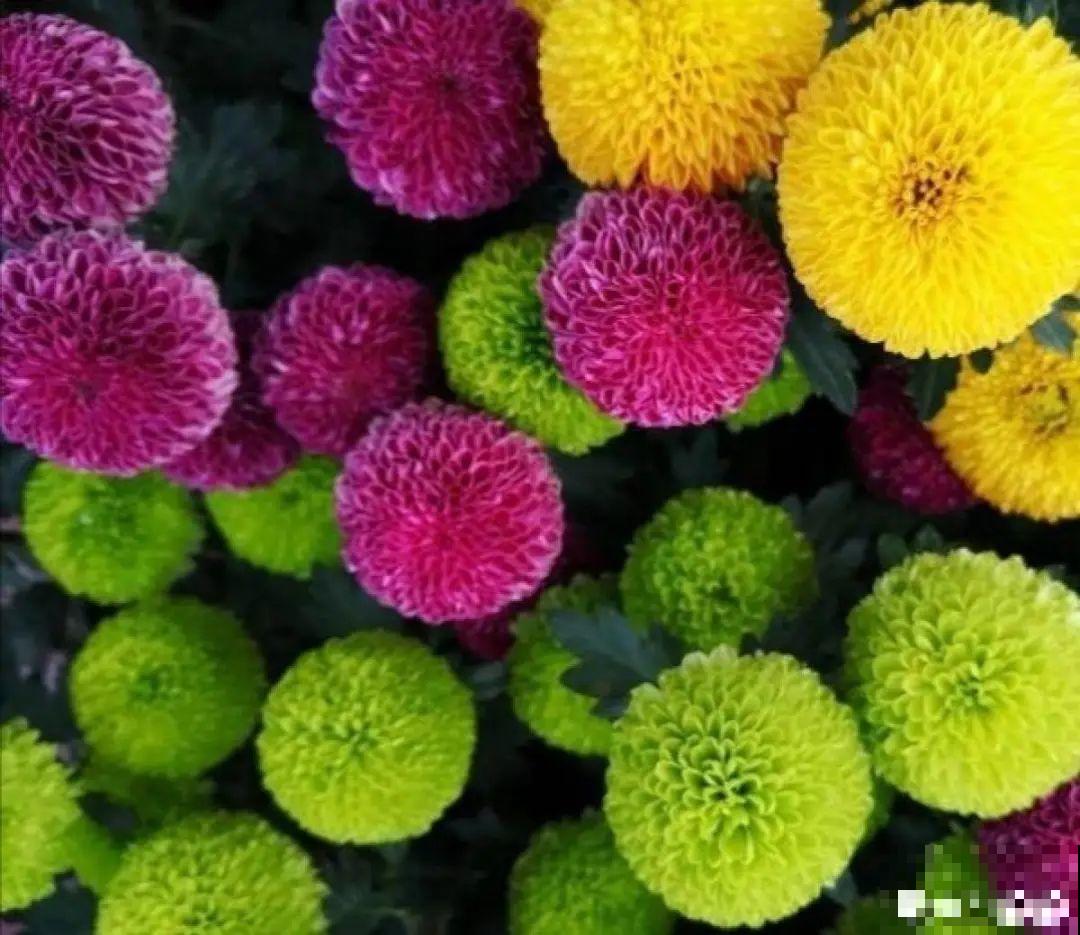 能开2个月的花，长的像假花，谁见都要摸一下！