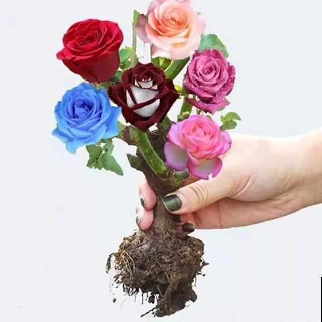 春天买花要注意，6种花千万别买，都是骗人的！