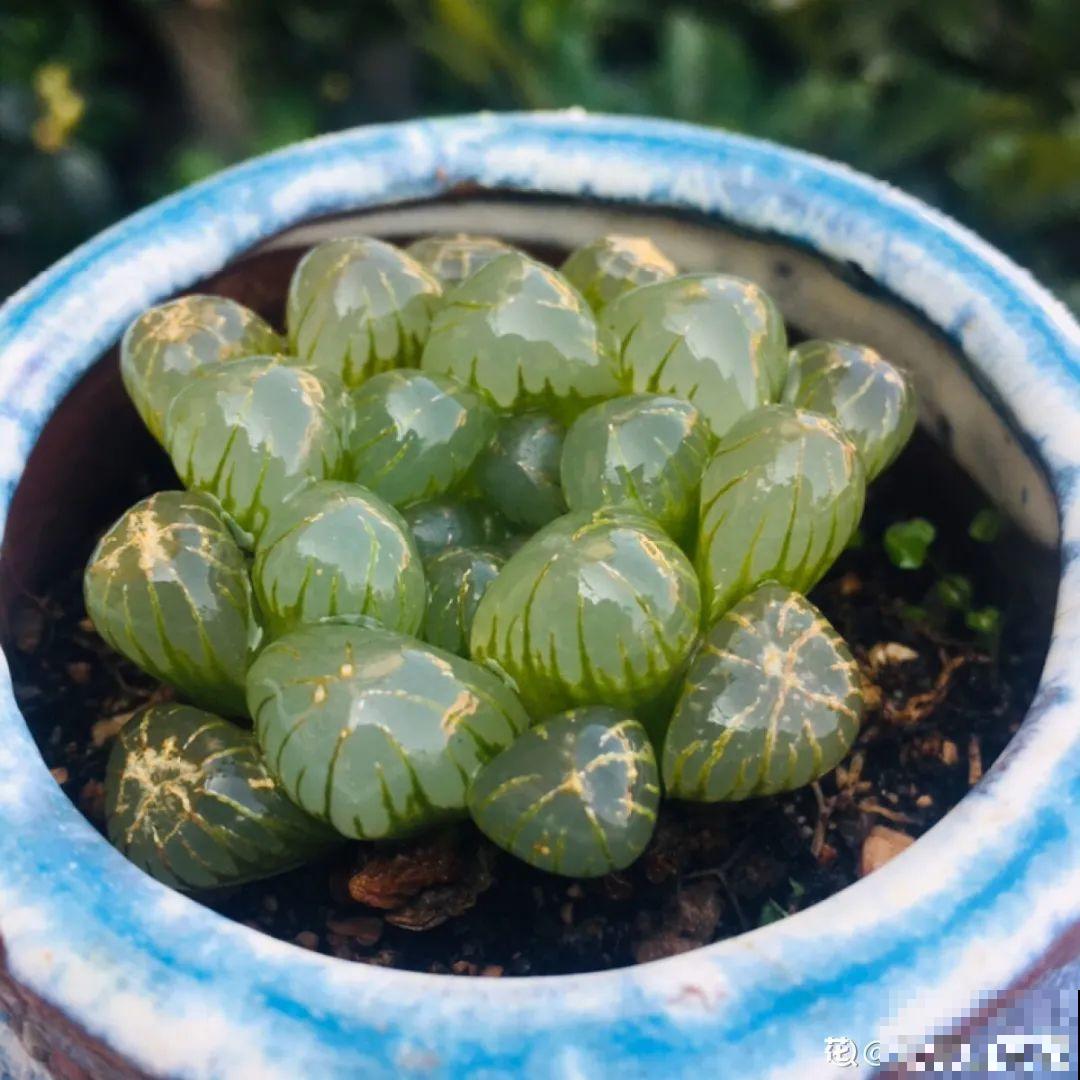 10种花，春天不能晒，躲屋里最安全！