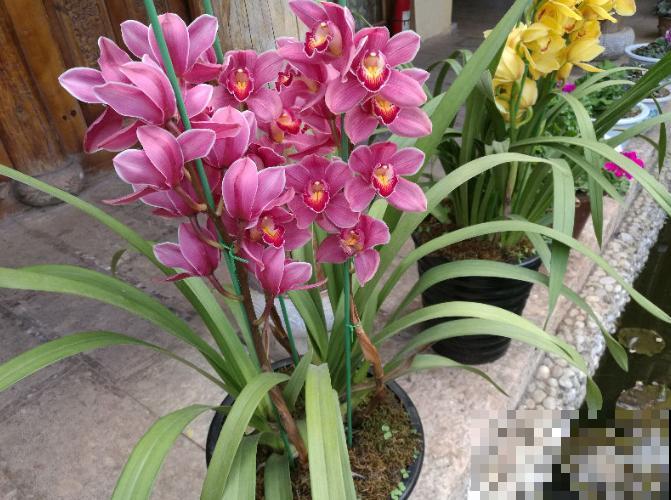 他用3年时间，把农村的小院子，改造成四季开花的花园！
