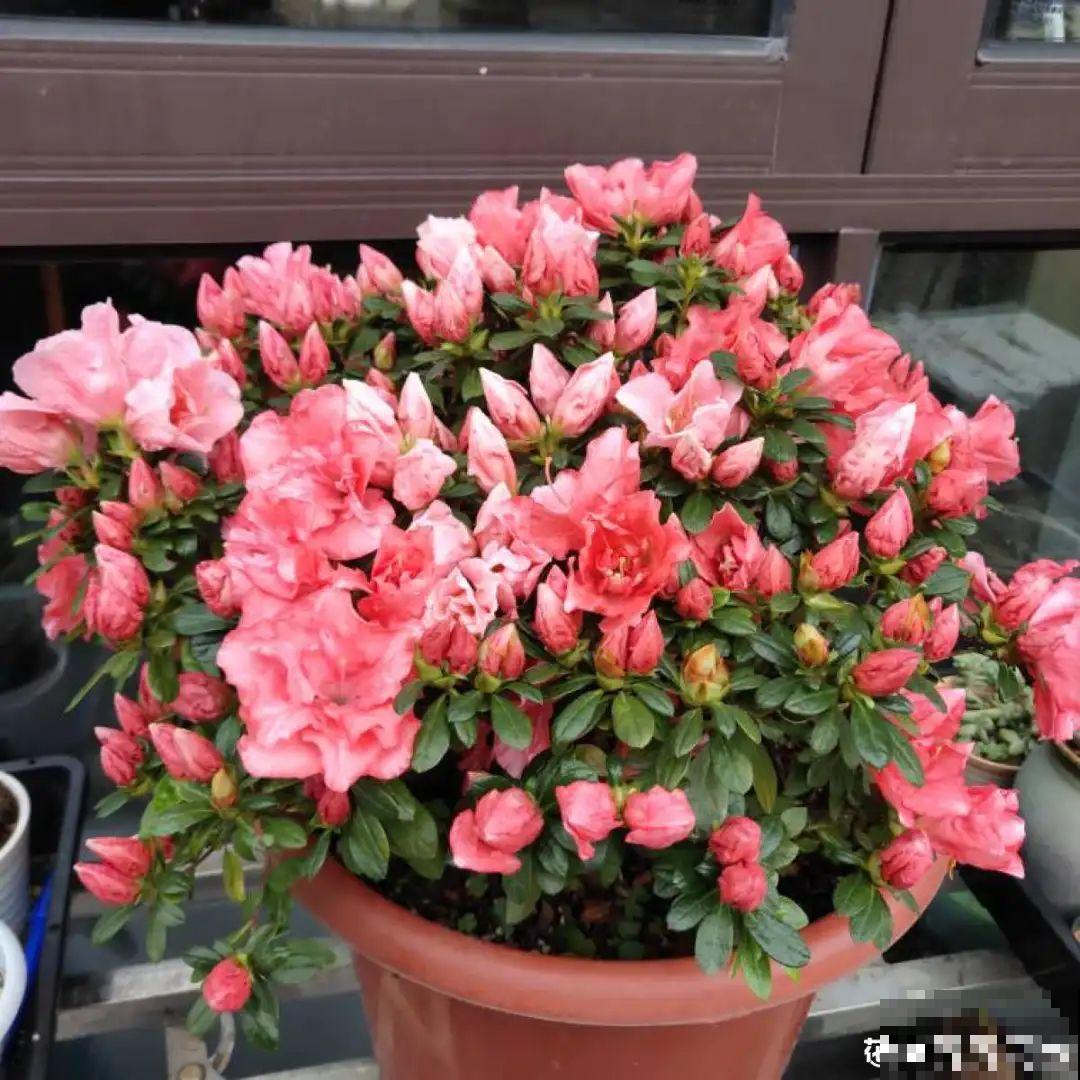 不是所有花都能喷水，这6种花要注意，喷水太多容易烂叶