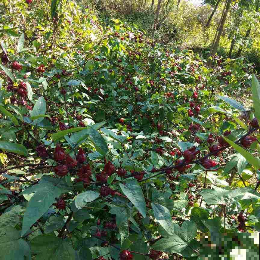 洛神花被称作“植物红宝石”，拿来泡茶酸甜爽口，老人孩子都喜欢