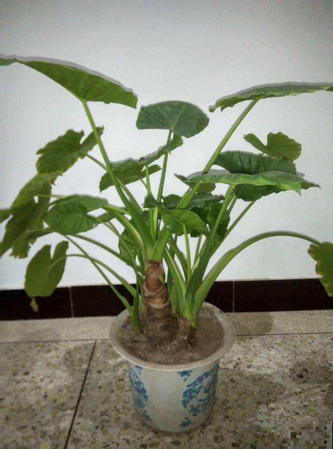 能把滴水观音养成木桩子，那真是厉害高手，其实你也能做到！
