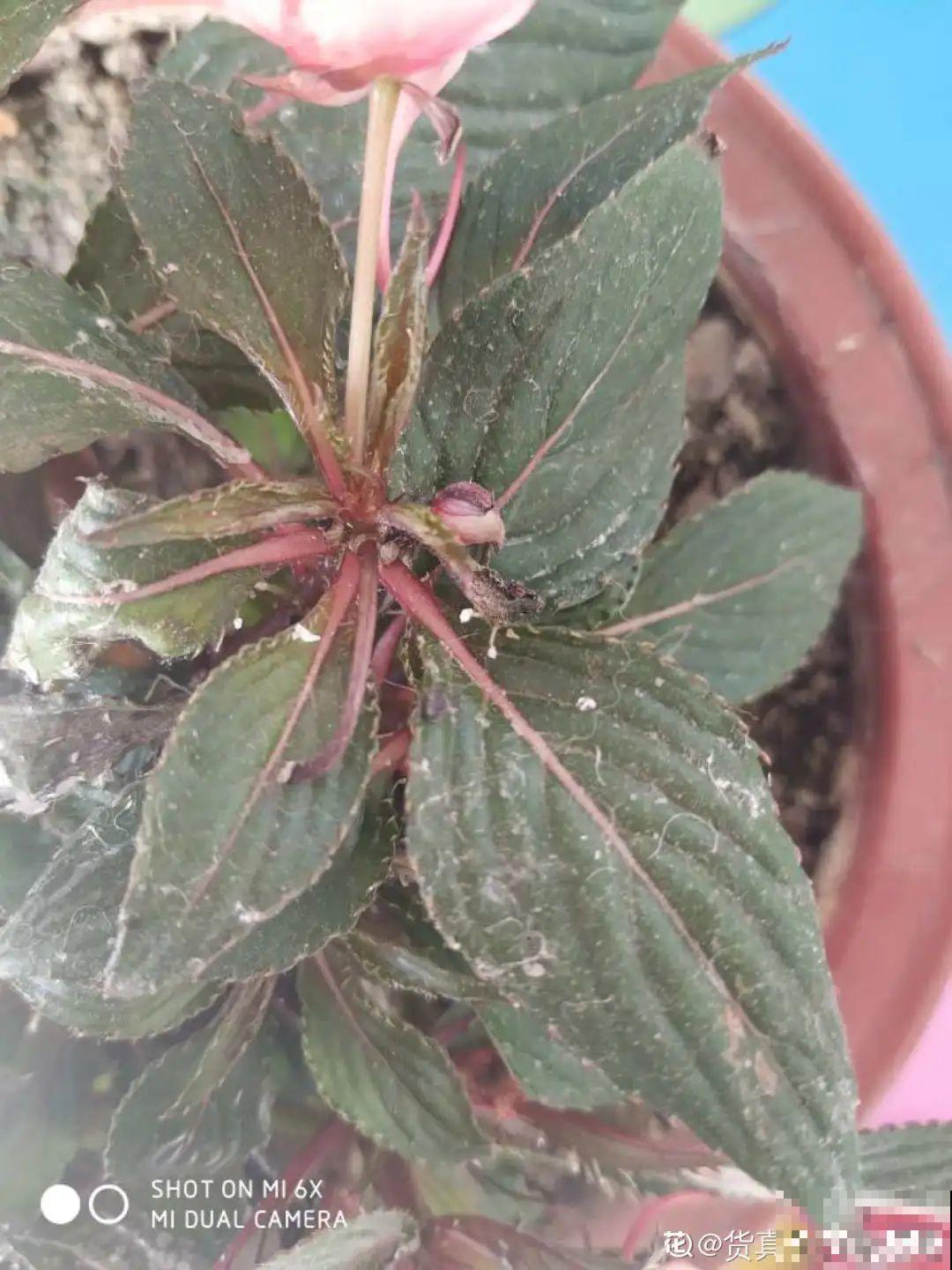 给花喷点杀菌水，虫子全杀死，杀菌消毒叶子绿！