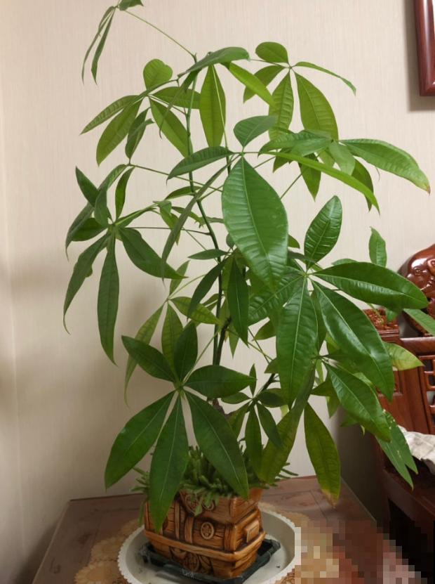 叶子发黄怎么办，用这2种小东西，一周变得绿油油！