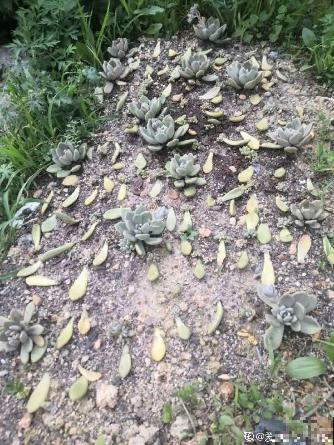 折腾不死的25种花，咋养都爆盆，家里必须养！