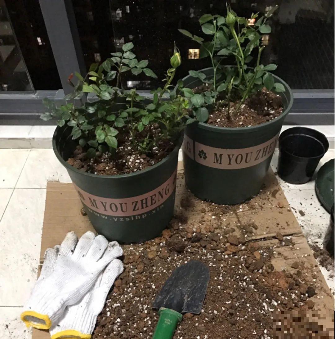 注意，绣球出现这种情况不能换盆，小心换完就死！