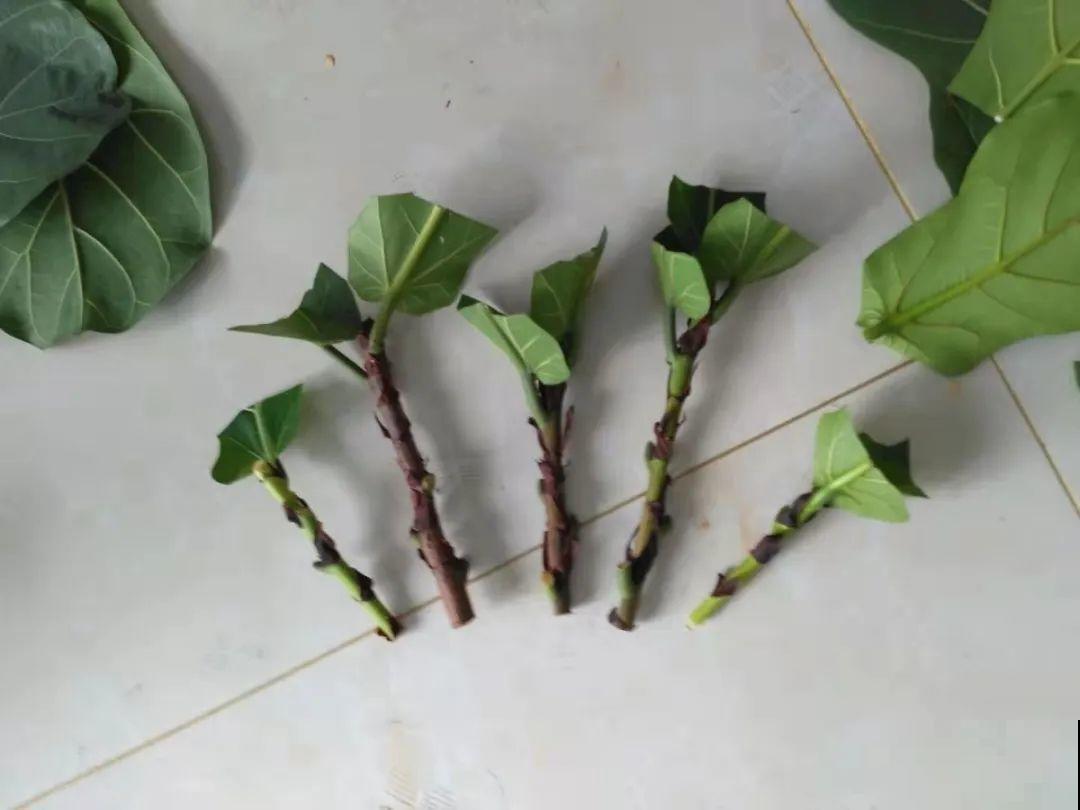 橡皮树春天要打顶，独杆变成大伞盖，叶子挤满盆！