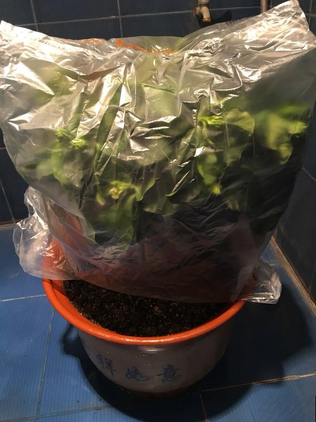 5种花别乱浇水，浇错了，花黄叶又烂根
