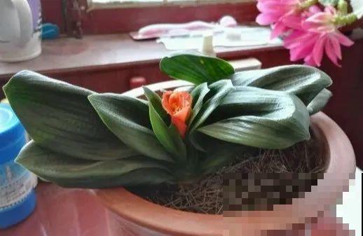 君子兰越小越值钱，养了4年，只有硬币大！