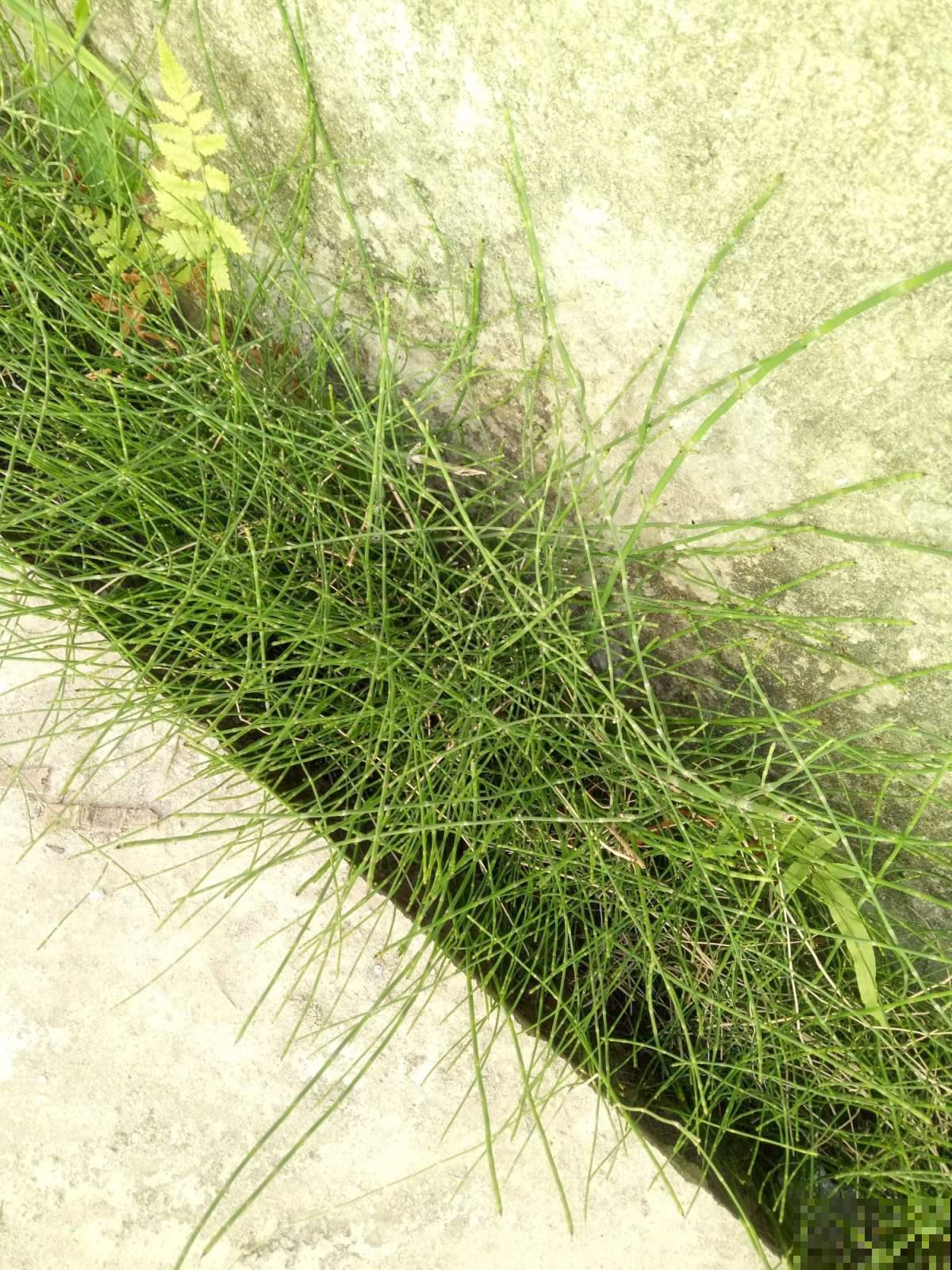 农村专门薅这野草喂牛，城里人买来当盆栽，居然这么仙气！