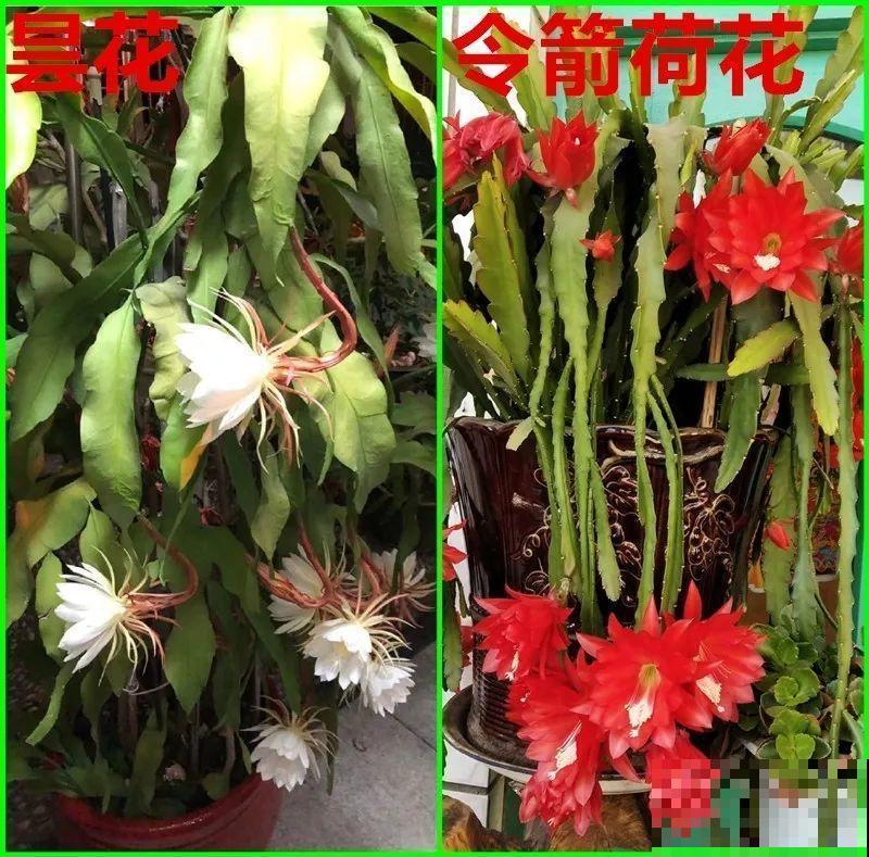 玫瑰月季傻傻分不清，教你怎么辨别，别买到假货了！