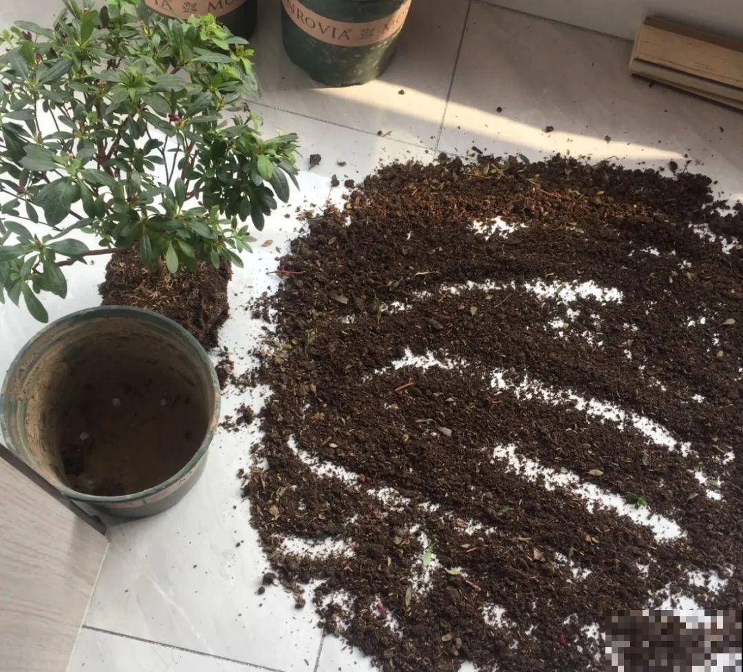 10种花，最怕换盆，换完活不过3天！