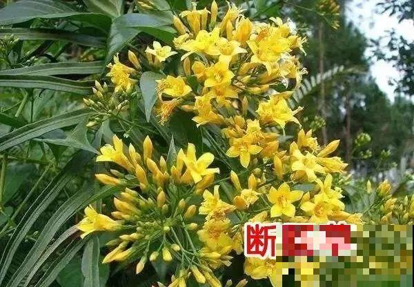 20种有毒花，看见绕道走，千万别去碰！
