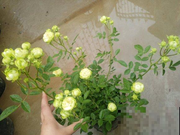10个最奇葩的月季品种，你可能一个都没见过！