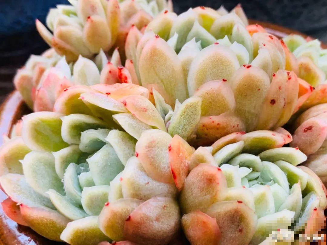 ！爱爬墙的20种花，嗖嗖爬满整面墙，看着心情就好