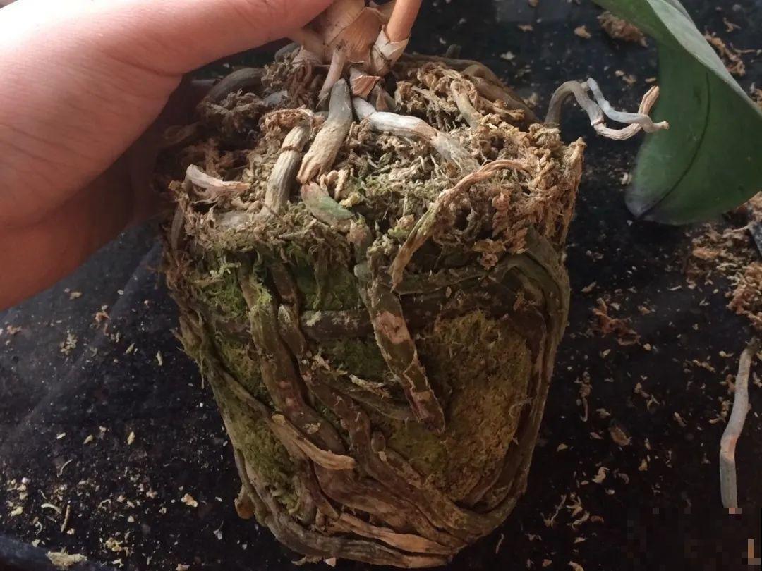 天热了，8种花不能乱浇水，小心浇完就死！