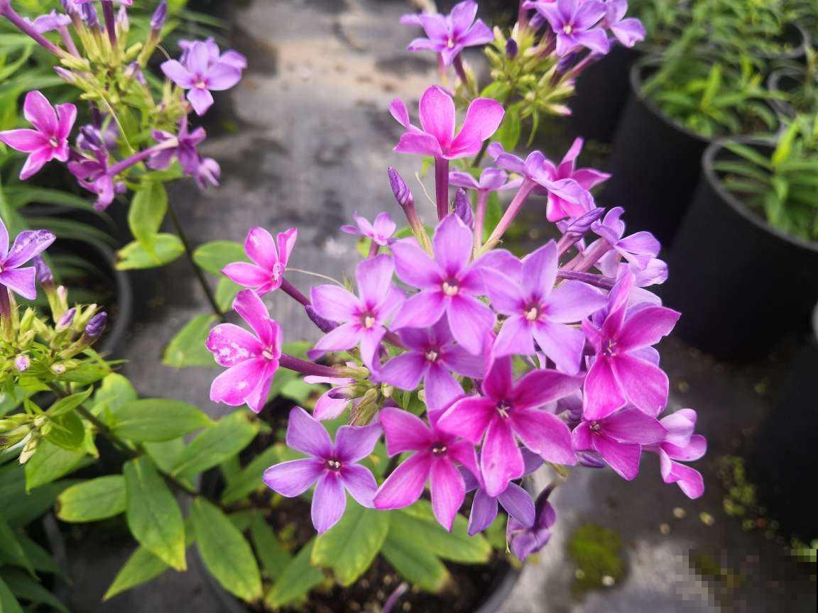 天蓝绣球开花却五彩斑斓？原名叫宿根福禄考，养着特有福气！