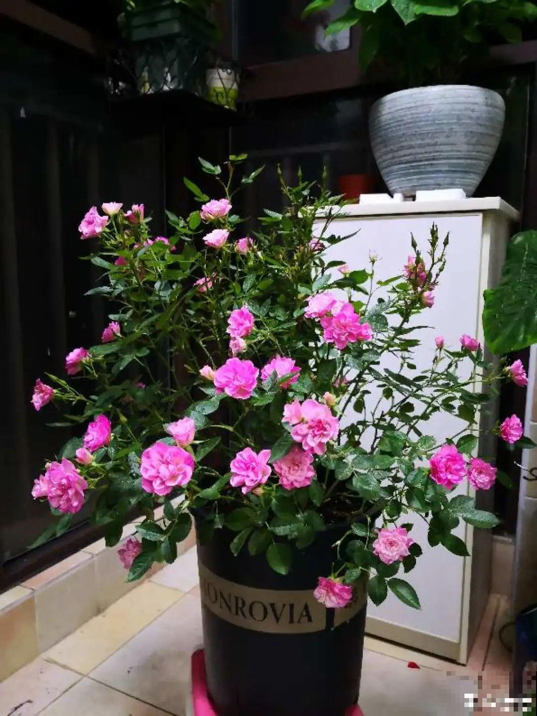 大爷家荷花种在花盆里，1次开花20朵，比巴掌还大！