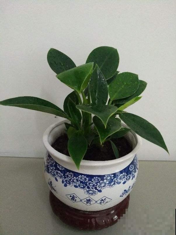 家里养棵超好养的大金钻，仿佛置身热带雨林，关键是净化空气！