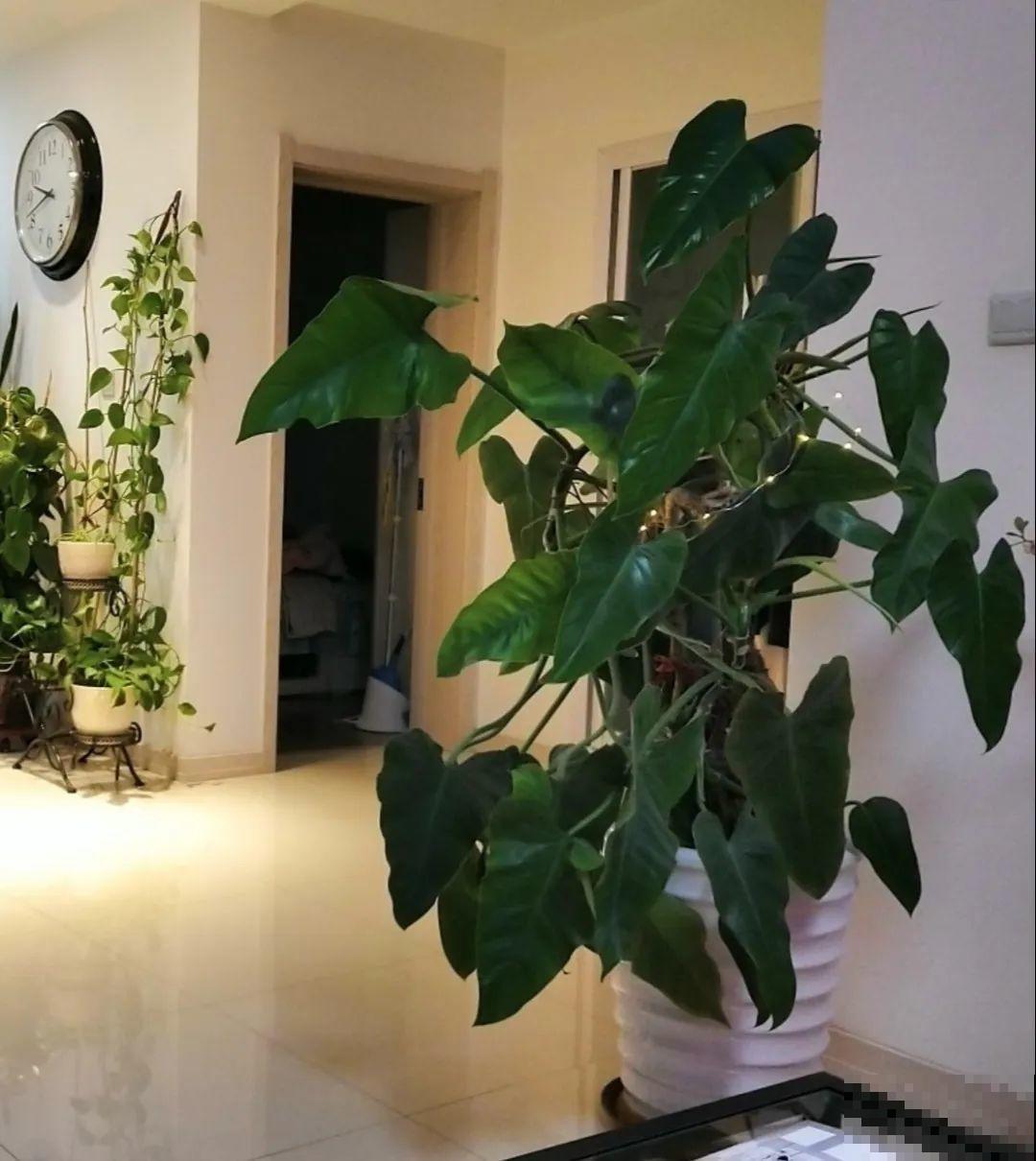 居家养花有讲究，一间房养一盆，干净又养人