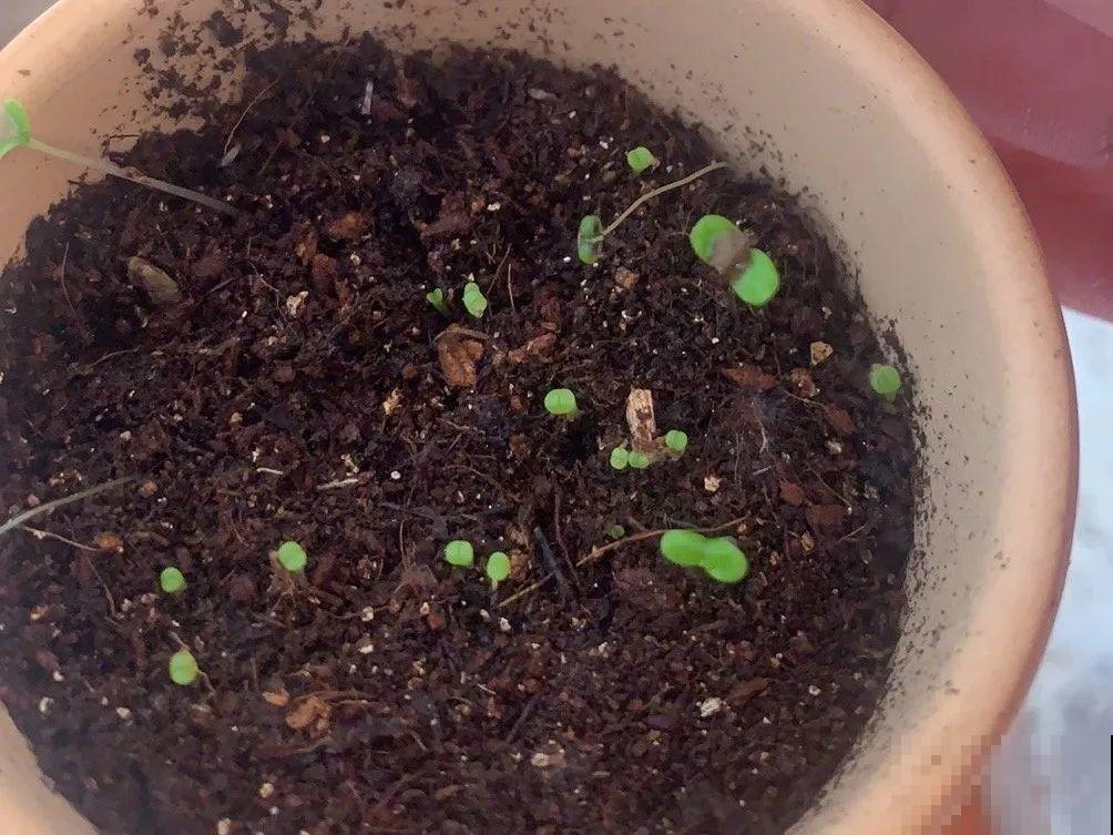 8种花不用扦插，开完花等1个月，一盆能生几十盆！